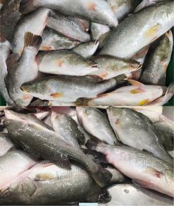 Vietnam Frozen Barramundi Whole Round (Sea Bass) Raw Material
