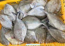 Vietnam Frozen Black Pomfret Whole Round raw material