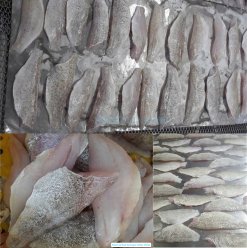 Vietnam Frozen Black Grouper And Red Grouper Fillet Before IQF Processing