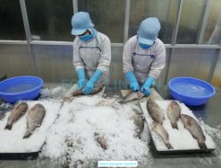Vietnam Frozen Black And Red Grouper Whole Clean being processed in seafood factory