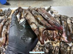 Frozen Black Squid Whole Round raw material sourced in Vietnam