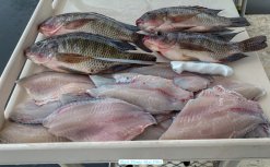 Vietnam Frozen Black Tilapia Fillet Skin On right after filleting process