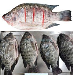 Vietnam Frozen Black Tilapia Whole Round And Whole Cleaned After Gut Removal