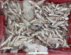 Frozen Black And White Anchovy Whole Round raw material in Vietnam