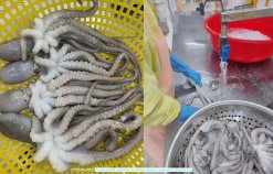 Vietnam Frozen Blanched and Boiled Poulp Squid Dice Cut being processed by workers