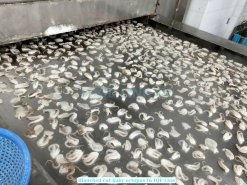 Vietnam Frozen Boiled Baby Octopus Cut on IQF Processing Line