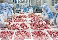 Processing Frozen Cooked Giant Octopus Tentacles in Vietnam Factory