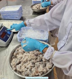 Frozen Breaded PD Shrimp Vietnam Processing by Workers