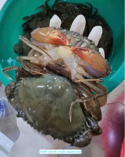 Frozen Breaded Soft Shell Crab raw material before processing in Vietnam