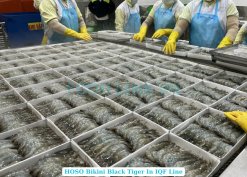 Frozen Raw Hoso Butterfly Black Tiger Shrimp on IQF Conveyor in Vietnam