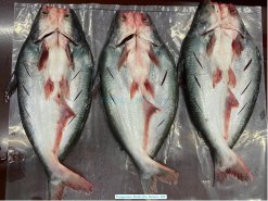 Raw Frozen Butterfly Pangasius (Swai Fish) Before IQF in Vietnam Factory