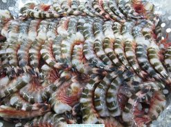 Vietnam Frozen Raw HLSO And PD Cat Tiger Shrimp Before IQF Freezing
