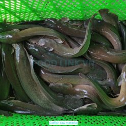 Vietnam Frozen Catfish Whole Clean raw material before processing
