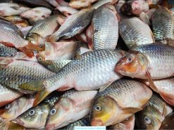 Vietnam Frozen Common Carp Whole Clean raw material before processing