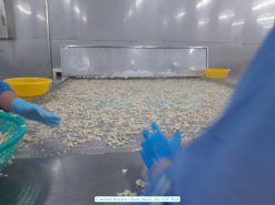 Vietnam Frozen Cooked Yellow Clam Meat on IQF processing line