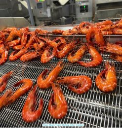 Vietnam Frozen Cooked HOSO Black Tiger Shrimp After Cooked
