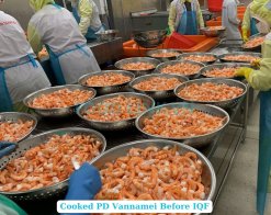 Workers Processing Frozen Cooked Pd Vannamei Shrimp in Vietnam Factory