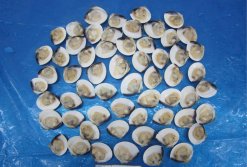 Frozen Cooked Half Shell White Clam quality inspection before IQF in Vietnam