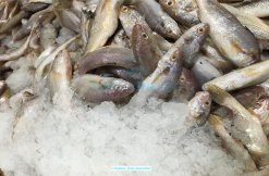 Frozen Croaker Surimi (Frozen Guchi Surimi) Raw Materials from Vietnam
