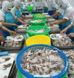 Workers Processing Frozen Cut Baby Octopus in Vietnam Seafood Factory