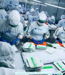 Vietnam Frozen Cuttlefish Fillet Slice Sushi Processing by Factory Workers