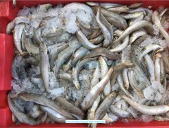 Frozen Eso Surimi (Frozen Lizard Fish Surimi) raw material processed in Vietnam