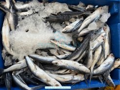 Raw material for Vietnam Frozen Flying Fish Surimi (Frozen Tobiuo Surimi)