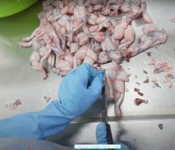 Frozen Frog Legs Classic Style production process in Vietnam