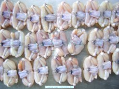 Frozen Frog Legs Yoga Style before IQF freezing in Vietnam