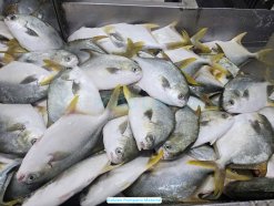 Vietnam Frozen Pompano Whole Round raw material selection