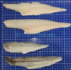 Frozen Haddock fillet produced in Vietnam