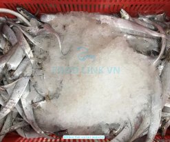Vietnam Frozen Hairtail Surimi (Frozen Ribbon Fish Surimi) Raw Material Before Processing
