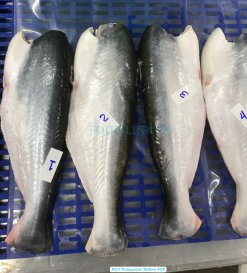 Raw Frozen HGT Pangasius (Swai Fish) Before IQF Processing in Vietnam