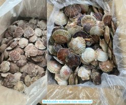 Frozen Hokkaido Scallop Half Shell raw material produced in Vietnam