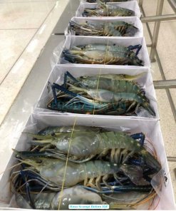 Vietnam Frozen Raw HOSO Scampi Shrimp Packed Before IQF