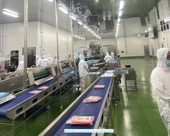 Vietnam Frozen Imitation Crab Stick being produced by skilled workers