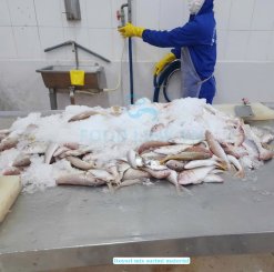 Raw materials for Vietnam Frozen Itoyori Mix Surimi processing