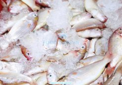 Vietnam raw Itoyori fish used for Frozen Itoyori Surimi production
