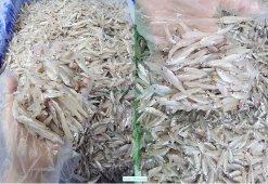 Vietnam Frozen Keski Fish Whole Round (River Anchovy) raw material before processing