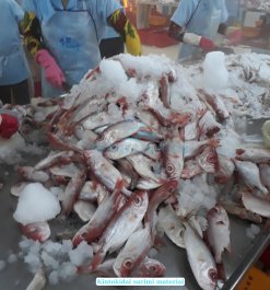 Frozen Kintokidai Surimi raw material sourced in Vietnam