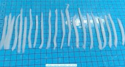 Vietnam Frozen Loligo Squid Somen After Somen Cutting
