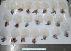 Vietnam Frozen Loligo Squid Sugata Sushi before IQF freezing
