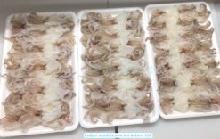 Vietnam Frozen Loligo Squid Tentacles Sushi Before IQF Freezing