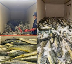 Raw Mahi Mahi for Fillet Skin On And Skinless Production From Vietnam