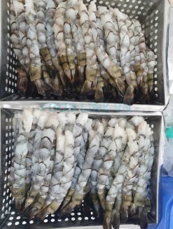 Vietnam Frozen Nobashi Black Tiger Shrimp Before IQF Freezing