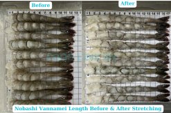 Frozen Nobashi Vannamei Shrimp Before and After Stretching – Vietnam Processing