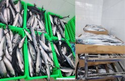 Raw Frozen Norway And Japanese Mackerel sourced and processed in Vietnam