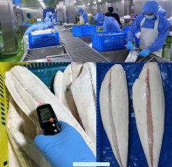 Vietnam Frozen Oil Fish Fillet Skin On And Skinless being processed in seafood factory