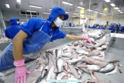 Frozen Pangasius Fillet Skin On (Swai Fish) Being Processed in Vietnam