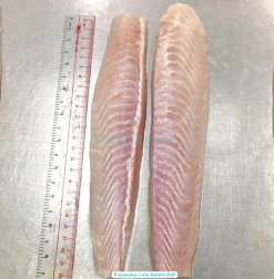Frozen Pangasius Loin (Swai Fish) Before IQF Processing in Vietnam (1)